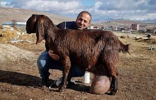 Süt fabrikası gibi keçi