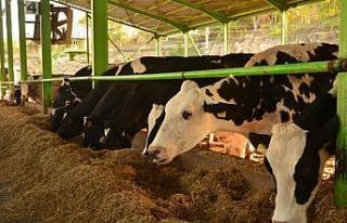 Sütte fiyat artışının sebebi besiciler değil