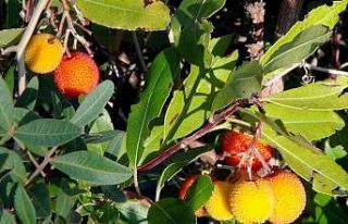 Tabiattaki binlerce yıllık şifa iksirleri