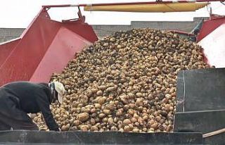 Tarladan sofraya patates