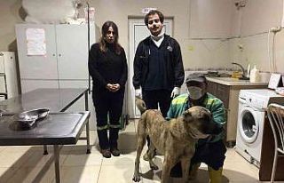 Tarsus Belediyesi, o köpeği bulup koruma altına...