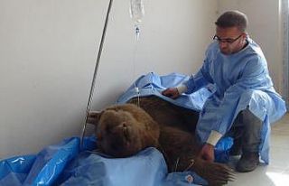 Tedavi altındaki ayı telef oldu