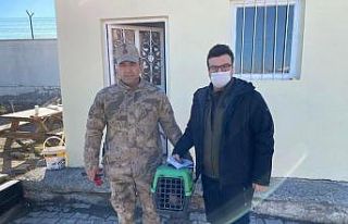 Tedavisi yapılan atmaca doğaya bırakıldı