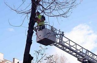 Tehlike oluşturan ağaçlar budandı