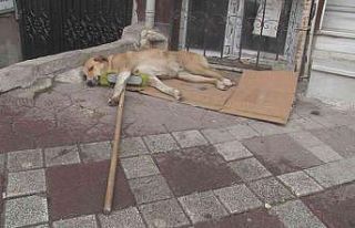 Temizlik işçisinin süpürgesini alıp kaçan sokak...