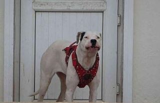 Terasa kilitlenip 5 saat boyunca havlayan köpek öğrencilere...