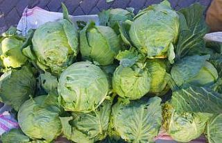 Tescillenmesi istenen Alucra Lahanası üreticinin...