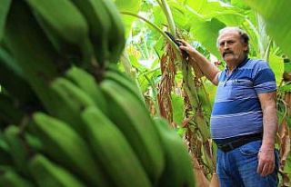 Tescilli Erdemli muzu geçim kaynağı oldu