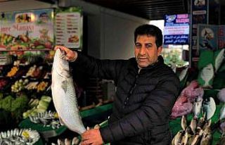 Tezgahlarda kofana bolluğu yaşanıyor