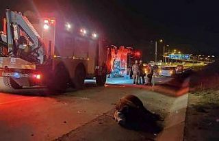 Ticari taksinin çarptığı büyükbaş hayvan telef...