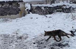 Tilki rahatlığı ile şaşırttı