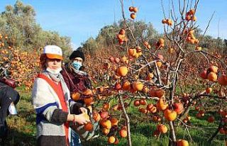 Trabzon hurması ihtiyaç sahipleri için hasat edildi