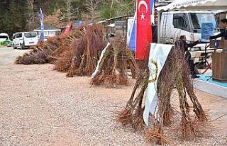 Trabzon hurması Uludağ çileğine rakip olacak