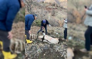Tunceli’de köpeklerin saldırısına uğrayan yaban...