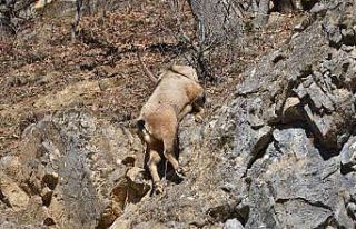 Tunceli’de koruma altındaki yaban keçisi ölü...