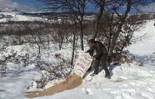 Tunceli’de yaban hayvanları için doğaya yem bırakıldı