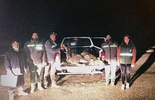 Tunceli’de yaban keçisi avlayan 2 kişiye 126 bin...