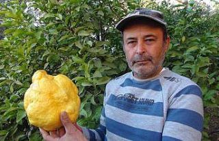 Türkiye’nin en büyük limonu 2 kilo 40 gram