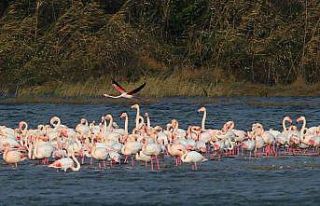 Türkiye’nin en değerli sulak alanlarından Hersek...