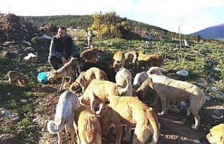 ’Türkiye’nin en iyi kuaförü’ sokak hayvanlarına...
