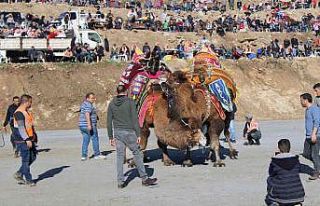 Türkiye’nin pehlivan develeri kozlarını Aydın...