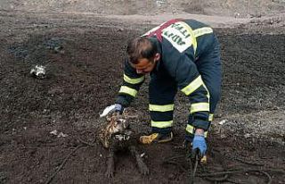 Üç köpek balçıkta mahsur kaldı