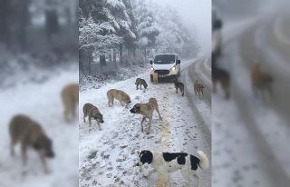 Uludağ’daki can dostlara Osmangazi şefkati
