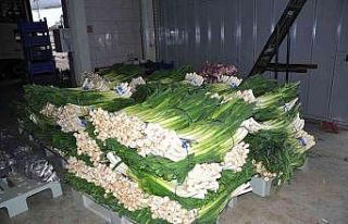 Üretici kışlık sebze fiyatlarından memnun değil