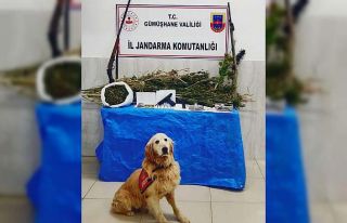 Uyuşturucu taciri ’Altın’dan kaçamadı