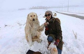 Van Büyükşehir Belediyesi sokak hayvanlarını...