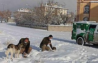 Van polisi sokak hayvanları için seferber oldu