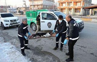 Van’da başıboş dolaşan pitbull koruma altına...
