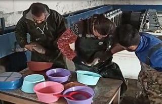 Van’daki balık çiftliklerinde alabalık sağımı