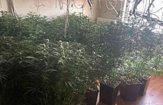 Villaya kaçak elektrik çekip, uyuşturucu serası...