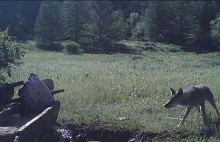 Yaban hayatı foto kapana yansıdı