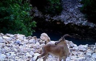 Yaban hayatından görüntüler fotokapana yansıdı