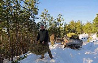 Yaban hayvanlarına yem