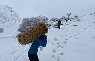 Yaban hayvanlarına yem desteği