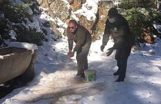 Yaban hayvanlarının yaşam alanlarına yem bırakıldı