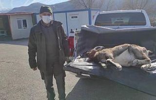 Yaban keçisi avlayan 3 kaçak avcı yakalandı