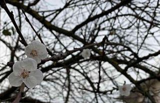 Yalancı bahara aldanan ağaçlar çiçek açtı