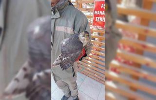 Yaralı atmaca muhtarlığa teslim edildi