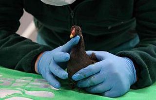 Yaralı bulunan su tavuğu koruma altına alındı