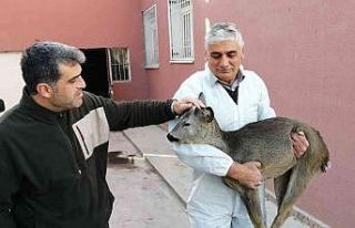 Yaralı bulunan yavru karaca tedavi altına alındı