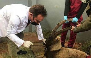 Yaralı halde bulunan dağ keçisi tedavi altına...