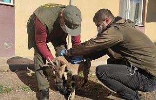 Yaralı halde bulunan koruma altındaki yaban keçisi...