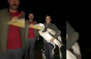 Yaralı halde bulunan pelikan tedavi altına alındı
