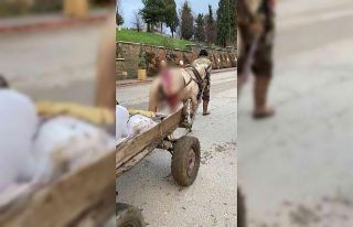 Yaralı haldeki at yük arabasını çekmekte zorlandı,...