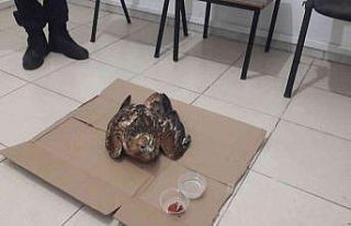 Yaralı hayvanların imdadına jandarma yetişti