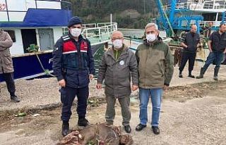 Yaralı karacayı jandarma ekipleri kurtardı